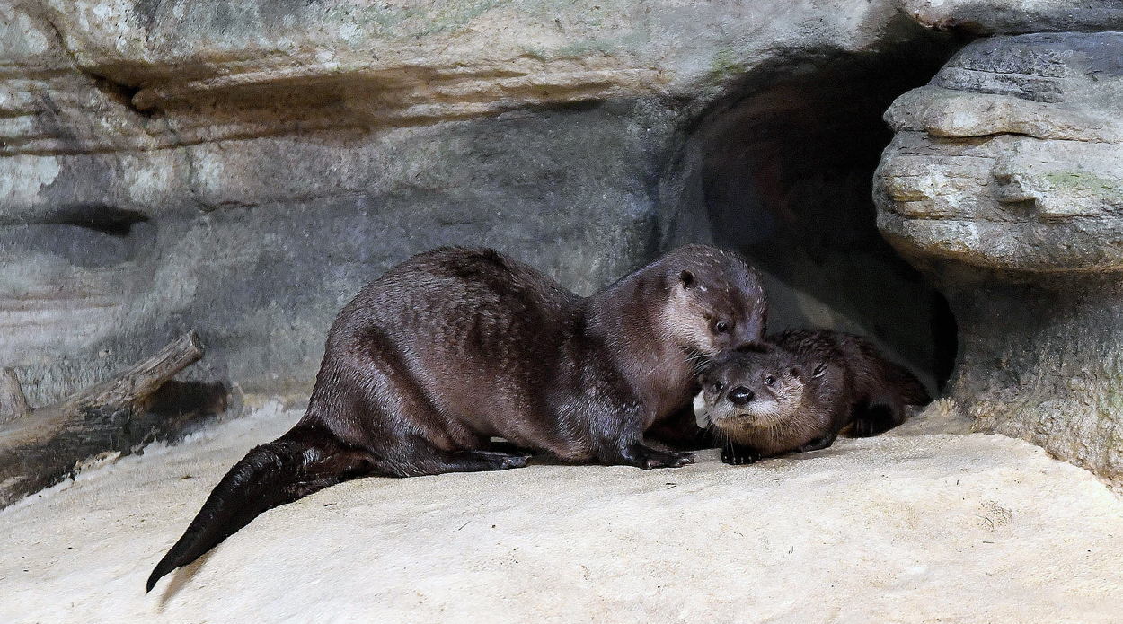 Chicago Zoological Society River Otter Pups Make Their Public Debut